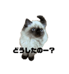 猫の麦の日常(ヒマラヤン)（個別スタンプ：11）