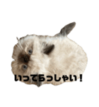 猫の麦の日常(ヒマラヤン)（個別スタンプ：12）