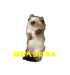 猫の麦の日常(ヒマラヤン)（個別スタンプ：13）