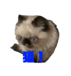 猫の麦の日常(ヒマラヤン)（個別スタンプ：15）