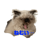 猫の麦の日常(ヒマラヤン)（個別スタンプ：16）