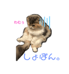 わむておぷー。（個別スタンプ：2）