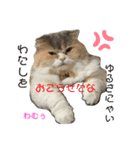 わむておぷー。（個別スタンプ：3）