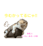 わむておぷー。（個別スタンプ：6）
