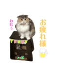 わむておぷー。（個別スタンプ：8）