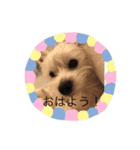 可愛いわんこスタンプ(犬)（個別スタンプ：1）