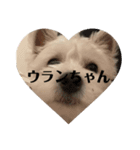 可愛いわんこスタンプ(犬)（個別スタンプ：4）