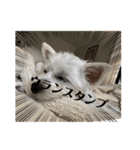 可愛いわんこスタンプ(犬)（個別スタンプ：5）