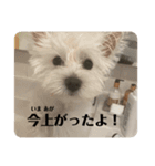 可愛いわんこスタンプ(犬)（個別スタンプ：6）