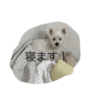 可愛いわんこスタンプ(犬)（個別スタンプ：7）