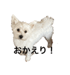 可愛いわんこスタンプ(犬)（個別スタンプ：8）