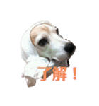 じぇり岡じぇり男1（個別スタンプ：3）