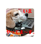 じぇり岡じぇり男1（個別スタンプ：12）