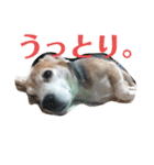 じぇり岡じぇり男1（個別スタンプ：21）