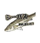 海のお魚スタンプ(J)（個別スタンプ：1）