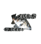 海のお魚スタンプ(J)（個別スタンプ：2）