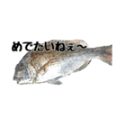 海のお魚スタンプ(J)（個別スタンプ：4）