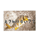 海のお魚スタンプ(J)（個別スタンプ：13）