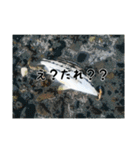 海のお魚スタンプ(J)（個別スタンプ：14）