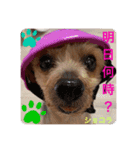 しょこらです。（個別スタンプ：3）