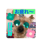 しょこらです。（個別スタンプ：4）