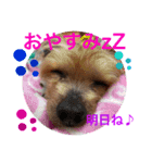 しょこらです。（個別スタンプ：5）