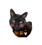 くろさんちびさんチョロさんココさん（個別スタンプ：4）