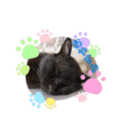 くろさんちびさんチョロさんココさん（個別スタンプ：8）