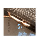 我が家のカナヘビたち❗（個別スタンプ：2）