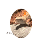 我が家のカナヘビたち❗（個別スタンプ：12）