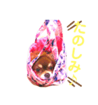 チョコちゃんスタンプ♡*(ごきげん編)（個別スタンプ：6）