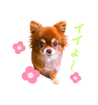 チョコちゃんスタンプ♡*(ごきげん編)（個別スタンプ：18）