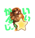チョコちゃんスタンプ♡*(ごきげん編)（個別スタンプ：19）