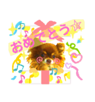 チョコちゃんスタンプ♡*(ごきげん編)（個別スタンプ：31）