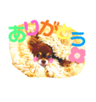 チョコちゃんスタンプ♡*(ごきげん編)（個別スタンプ：33）