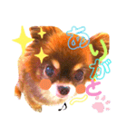 チョコちゃんスタンプ♡*(ごきげん編)（個別スタンプ：36）