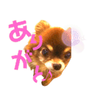 チョコちゃんスタンプ♡*(ごきげん編)（個別スタンプ：37）