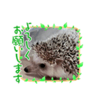ANIMALzuu vol.2（個別スタンプ：7）