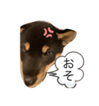 黒柴 ぎんがちゃん（個別スタンプ：3）