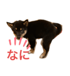 黒柴 ぎんがちゃん（個別スタンプ：4）