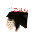 黒柴 ぎんがちゃん（個別スタンプ：7）