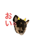 黒柴 ぎんがちゃん（個別スタンプ：10）