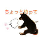 黒柴 ぎんがちゃん（個別スタンプ：11）