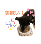 黒柴 ぎんがちゃん（個別スタンプ：14）