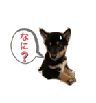 黒柴 ぎんがちゃん（個別スタンプ：17）