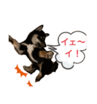 黒柴 ぎんがちゃん（個別スタンプ：24）