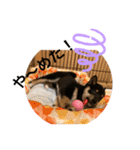 黒柴 ぎんがちゃん（個別スタンプ：26）