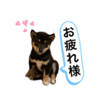 黒柴 ぎんがちゃん（個別スタンプ：27）