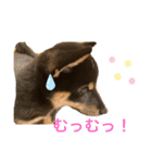 黒柴 ぎんがちゃん（個別スタンプ：28）