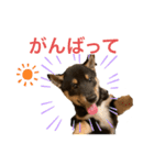 黒柴 ぎんがちゃん（個別スタンプ：31）
